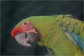 <p>ARA ZELENÝ (Ara ambiguus) ZOO Ústí nad Labem</p>